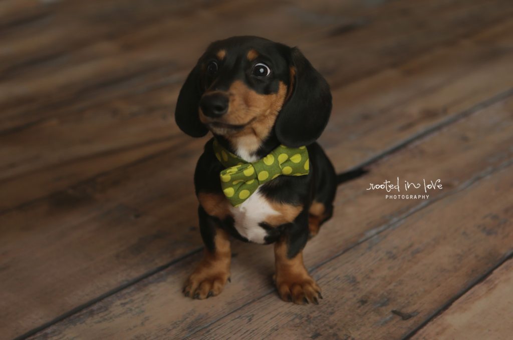 newborn puppy session 