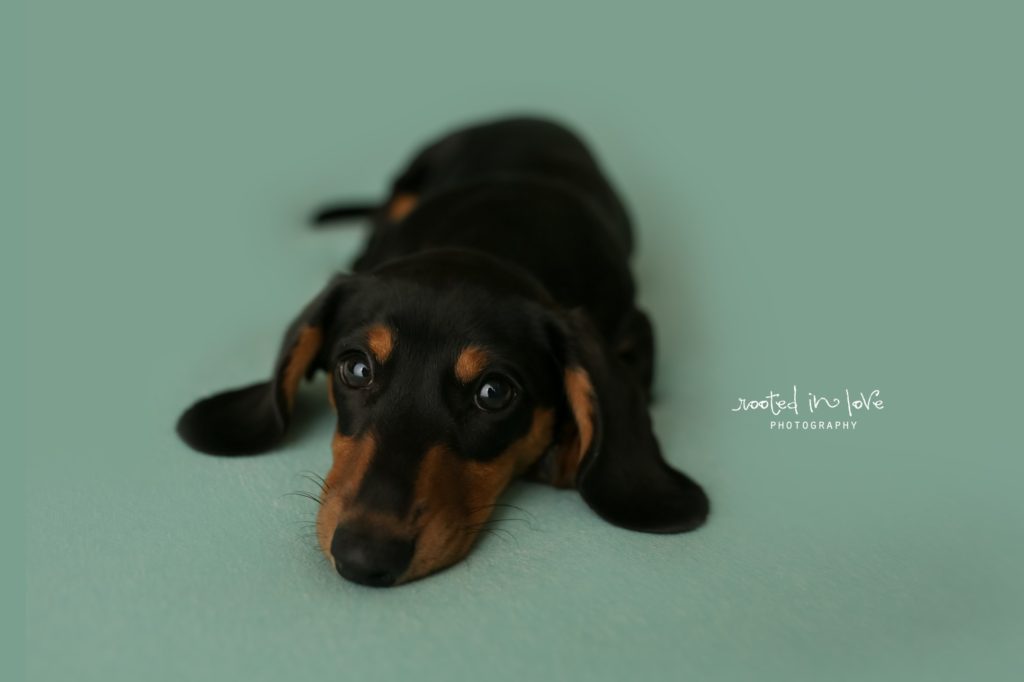 newborn puppy session 