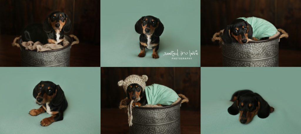 newborn puppy session 