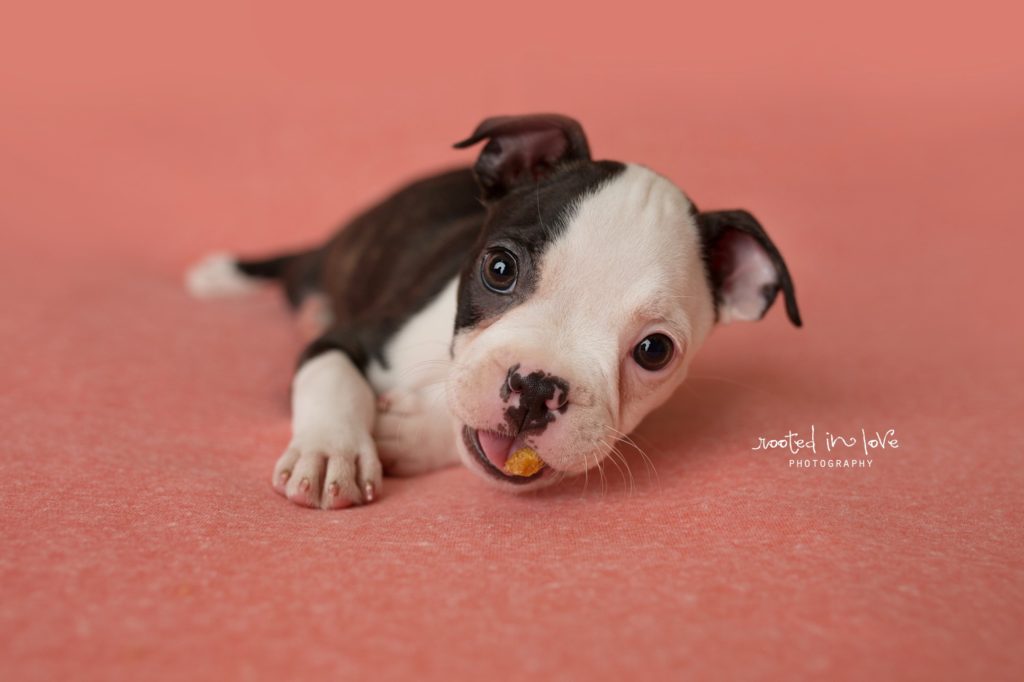 Ruby's puppy session