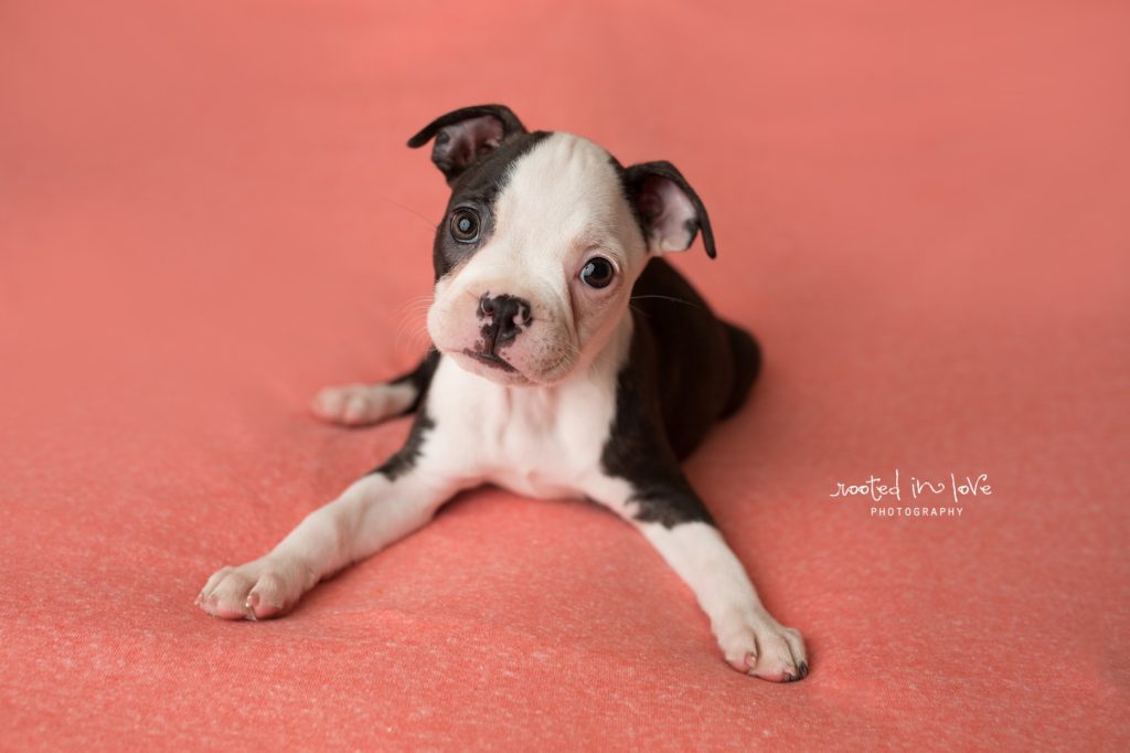 Ruby's puppy session