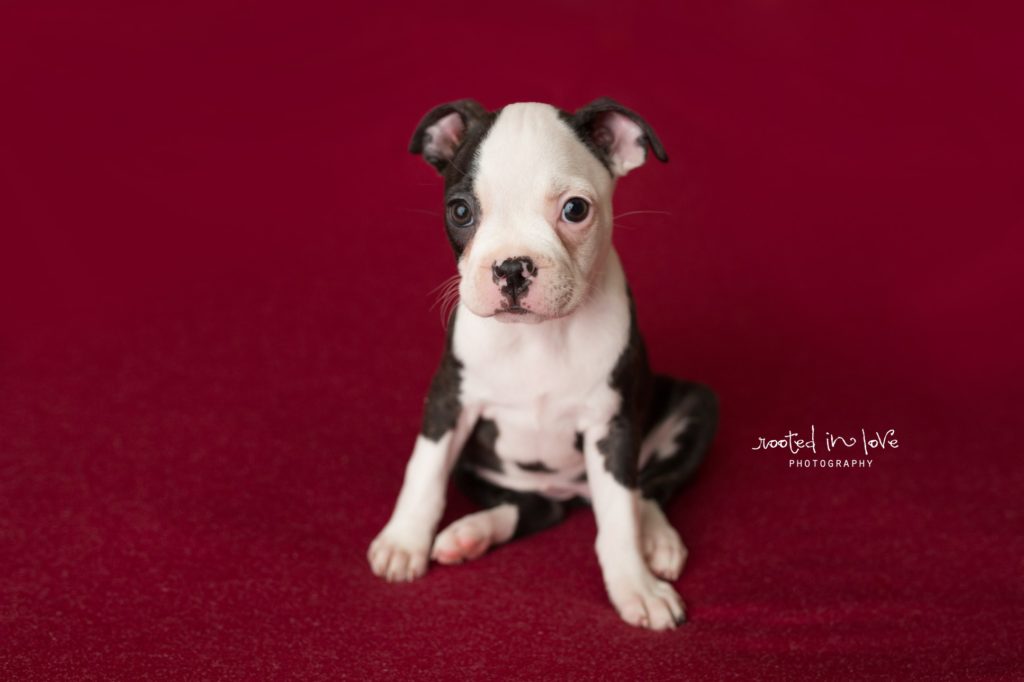 Ruby's puppy session