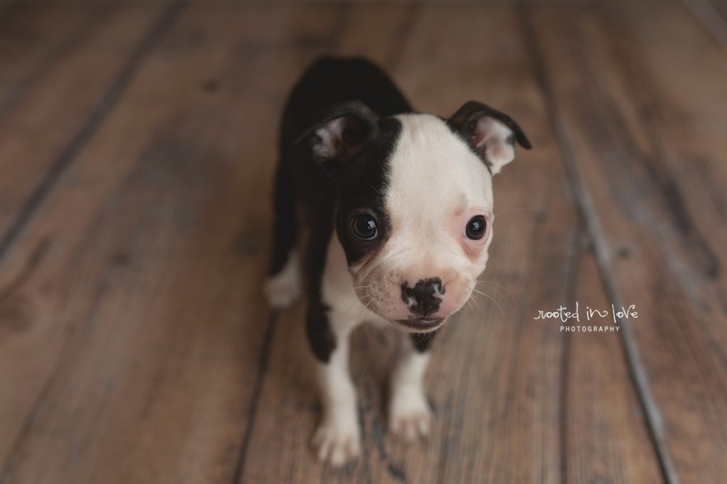 Ruby's puppy session